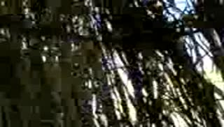 Кавказская пара снимает утреннюю порнуху на телефон Screen №5